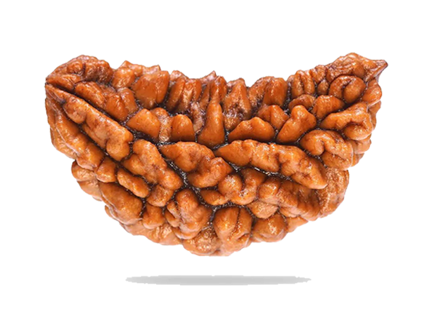 1-mukhi