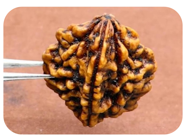 2-mukhi