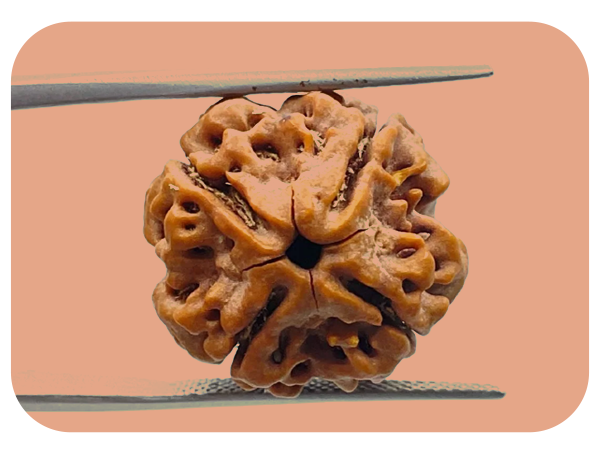 4--mukhi