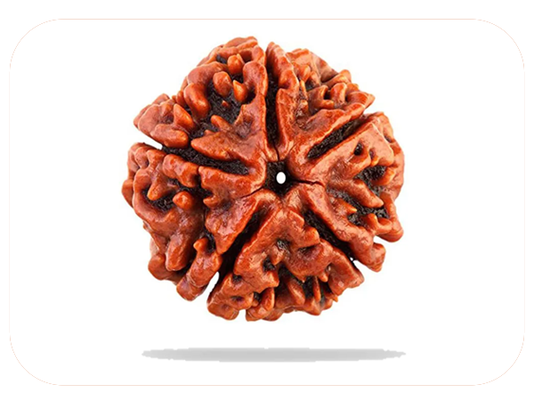 5--mukhi