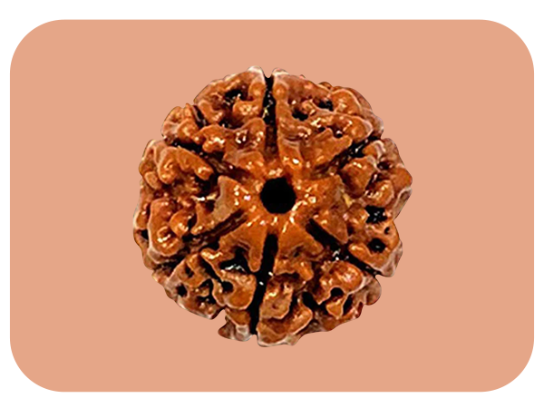 6--mukhi