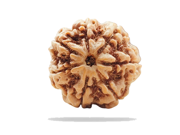 7--mukhi