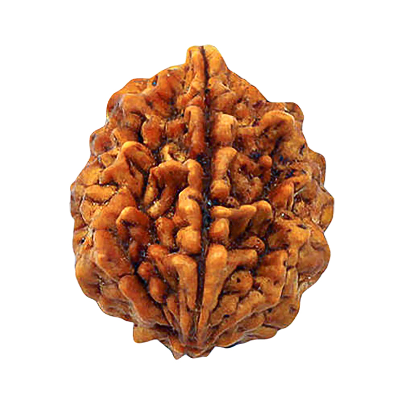 2-mukhi